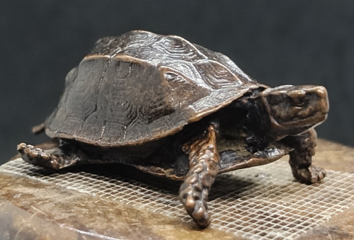 Antike skulptur schildkröte - skulptur,